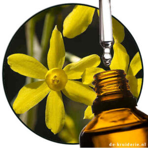 Narcissus jonquilla Essential oil