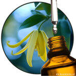 PARA CRESYL METHYL ETHER PCME