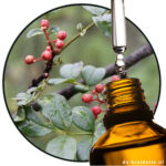 Sichuan Pepper / Tomar Seed EO