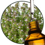 Thymian ct Linalool EO