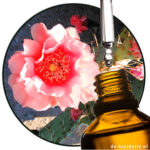 cactusroos parfumolie