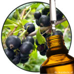 black currant bud absolute replacer