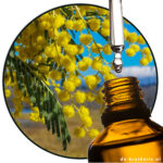 MIMOSA ABSOLUE KRUIDERIE