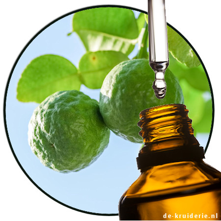 bergamot Risso sicilië de-kruiderie.nl