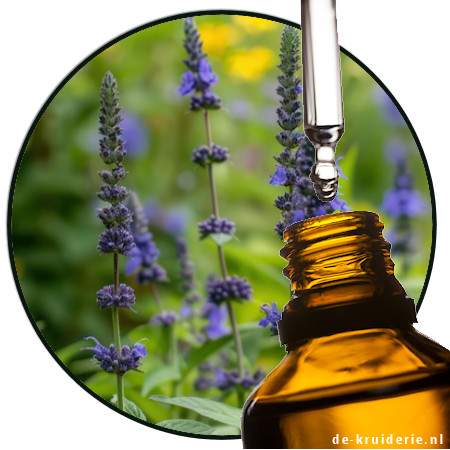 hyssop etherische olie de-kruiderie.nl