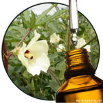 ambrettezaad etherische olie