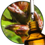 balsempopulier knop etherische olie