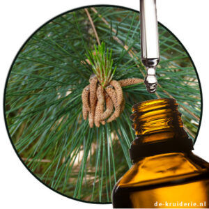Moerasden etherische olie pinus palustris