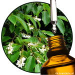 STYRAXBENZOINRESINOIDE