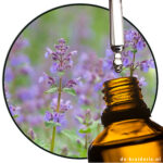 wildkattenkruid-catnip-essentialoil