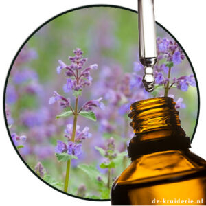 wildkattenkruid-catnip-essentialoil