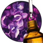 CIS JASMONE TAKASAGO