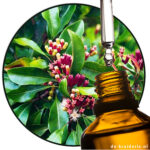 Eugenol Foodgrade Robertet