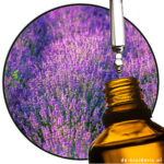 Lavandin Super Robertet