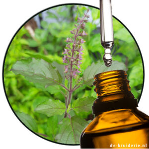 heilige basilicum Tulsi etherische olie