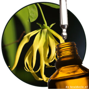 ylang givco 225 givaudan