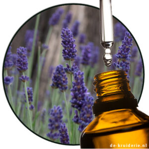Groene Lavendel Absolue