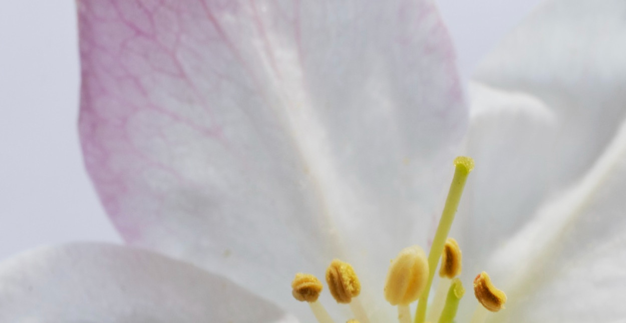 salicylaten de stille helden