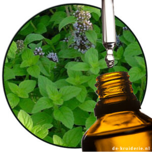 DMOMUNTOLIEDEMENTHOLISEERD