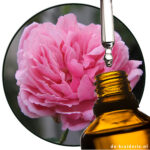 meiroos-rosa-centifolia-absolue