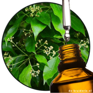witte-kamfer-etherische-olie