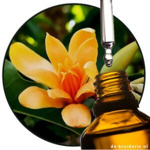 CHAMPACA ORANGE MAGNOLIA ESSENTIAL OIL